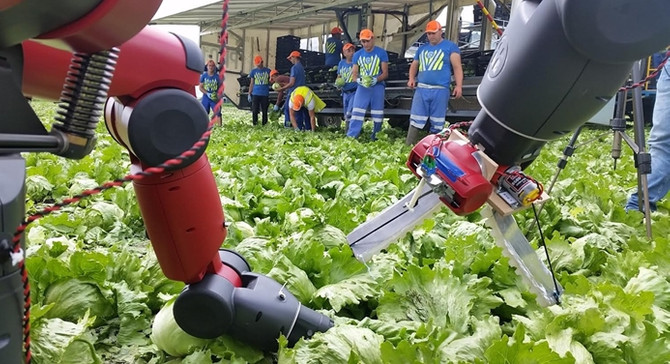 Brexit, robotları tarım işçisi yapacak