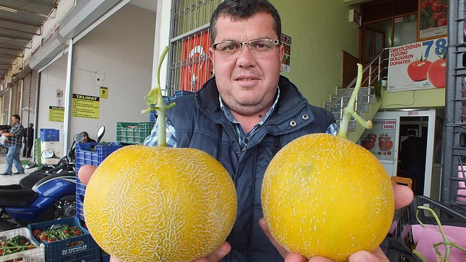 Erkenci kavunun kilogramı 10 liradan satılıyor
