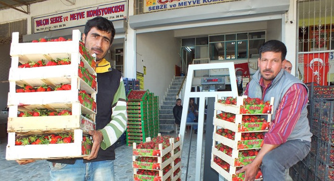 Mersin'de açık alanda çilek hasadı başladı