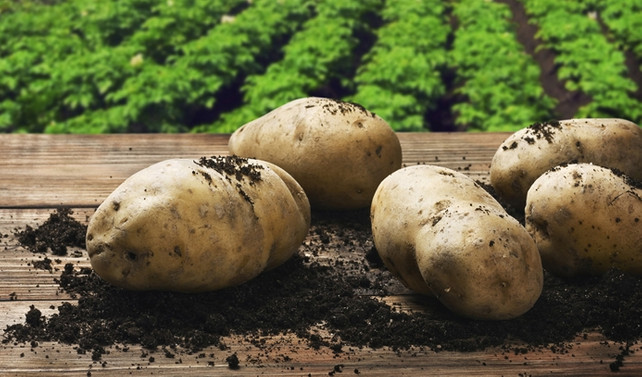 Patates fiyatı en çok azalan ürün oldu