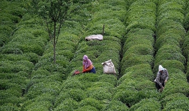 Çay İhtisas Borsası satışa başladı