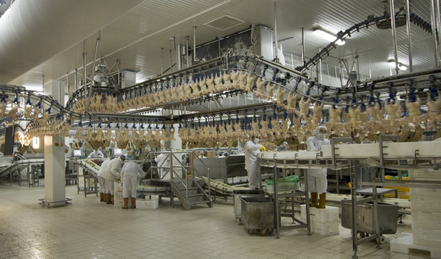Beyaz et ihracatı yüzde 24 arttı Tarım haberleri
