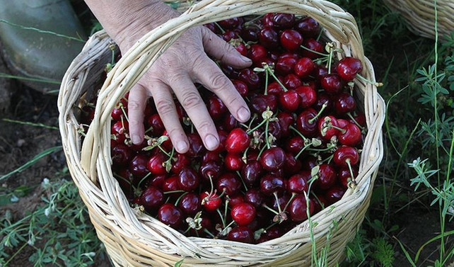 Fransa'dan Türk kirazına yine yasak