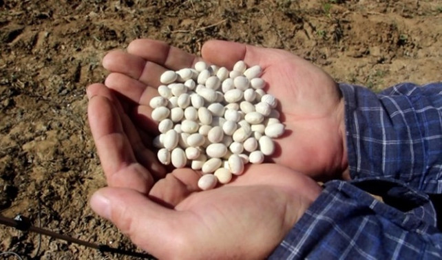 Tescilli fasulyede rekolte beklentisi 300 ton