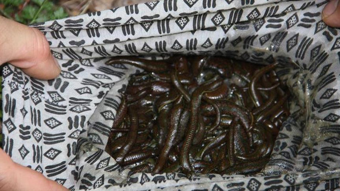 Kaçak sülük ticaretine 'ağır' ceza