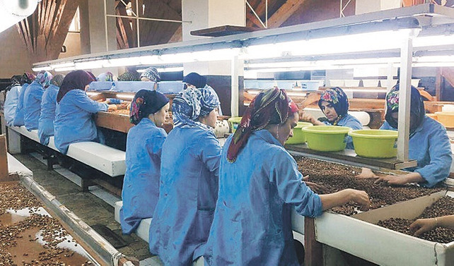 Güçlü Fındık, 'sezonluk ürün' dezavantajını KGF ile ortadan kaldırdı