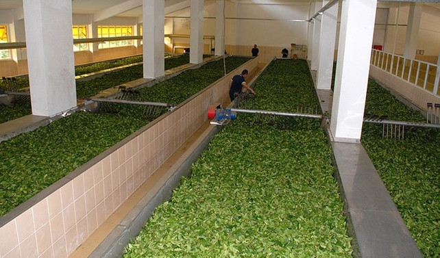 ÇAYKUR, 169 bin ton çay aldı
