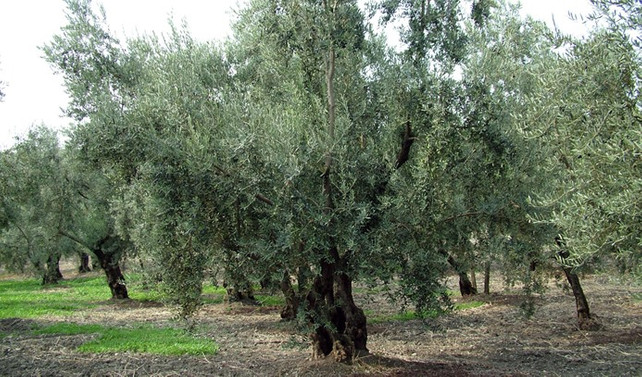 Bursa'nın zeytin ağaçları bir bir sayılıyor