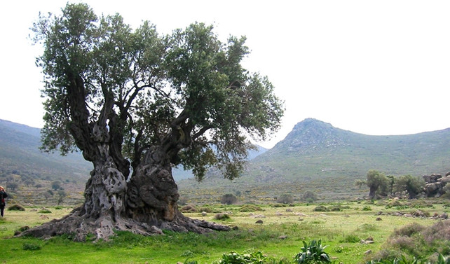 Hükümet 'zeytinlik'te ısrarcı