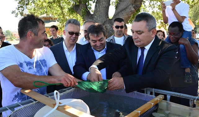 Çanakkale'de 2 bin levrek yavrusu denize bırakıldı