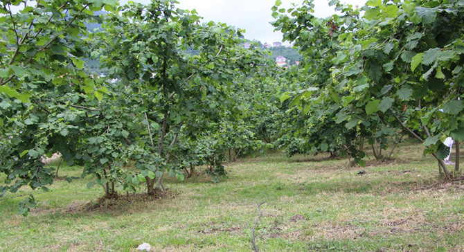Samsun'da fındıkta rekolte beklentisi arttı