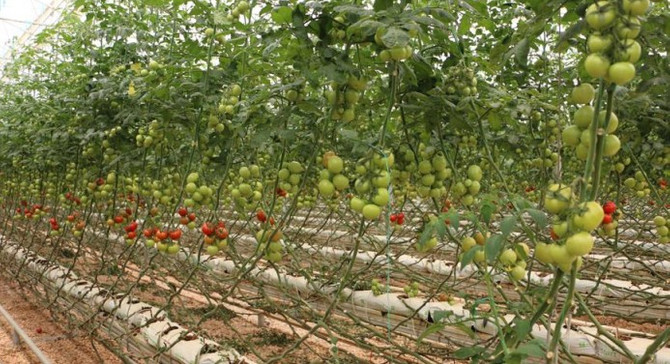 Köyde yetişen her ürün organik değildir