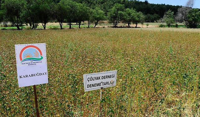 Çölyak hastaları için 'ekmek' tarlası