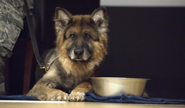 İncirlik Üssü'nün K-9 köpeği emekli oldu