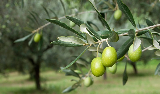 Zeytin rekoltesinde artış bekleniyor