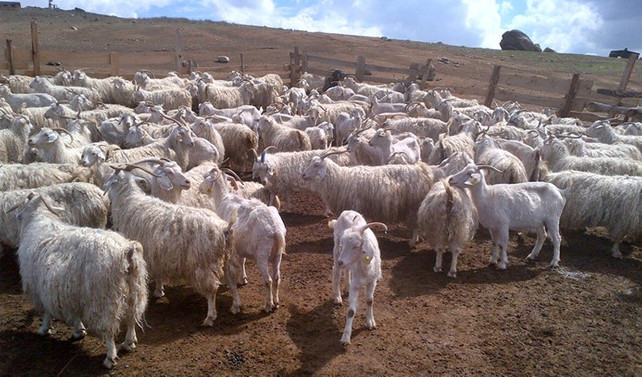 Küçükbaşta destekler artırılmalı