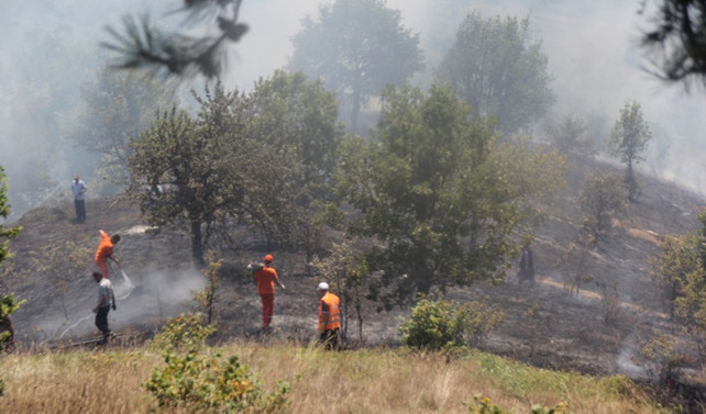 Düzce'de 20 dönüm fındık bahçesi yandı