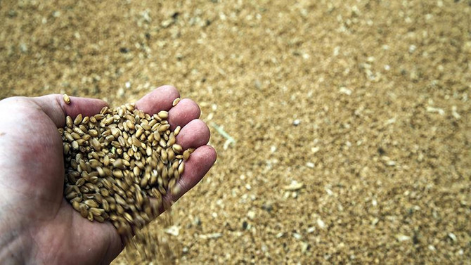 Gümrük vergisi düşünce buğday fiyatı 95 kuruşa geriledi
