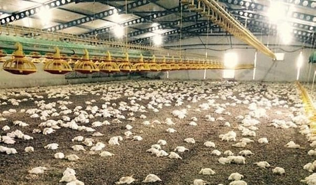 Bilecik'te 28 bin 500 tavuk telef oldu