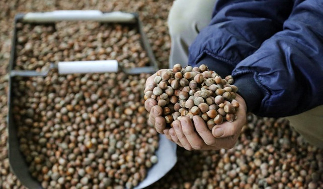 Batı Karadeniz'de fındık hasadı başladı