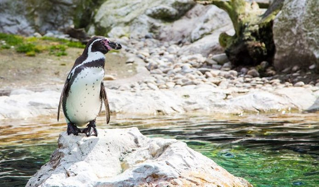 Penguenler için milyon dolarlık projeye izin verilmedi