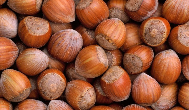 Ordu serbest piyasasında fındık 8,50 liradan satılıyor
