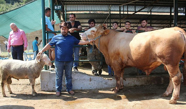 115 kilogramlık koçu alana 1 tonluk dana hediye