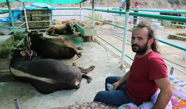 1 tonluk boğa, 15 bin liraya satıldı