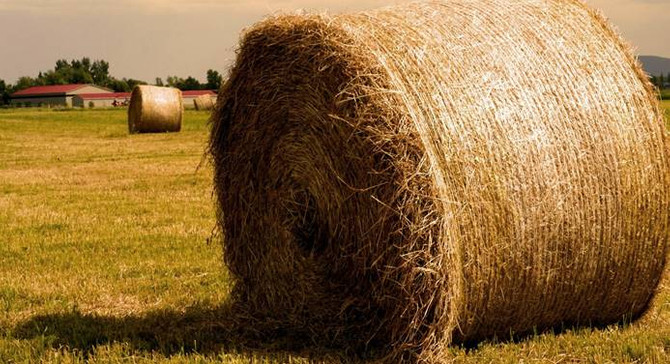 Türkiye beş yıl sonra saman ithal ediyor