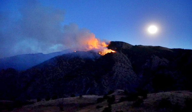 Erzurum'da orman yangını