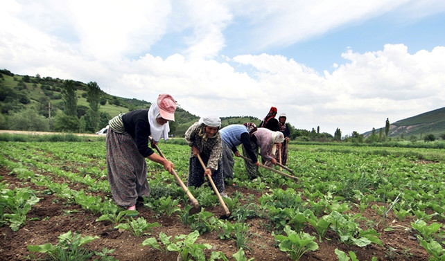 Destek açıklaması 2 ay gecikti, çiftçi önünü göremiyor