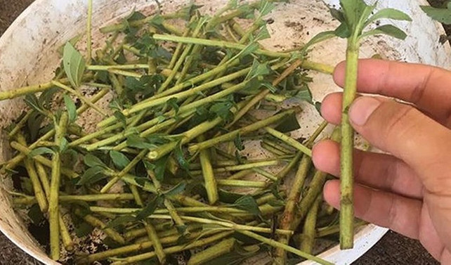 Trabzon'da şekere alternatif bitki üretim denemesi