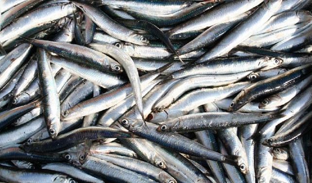 Marmara'da hamsinin fiyatı düştü