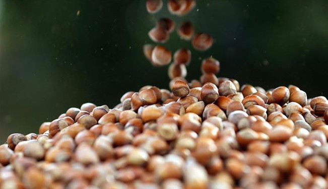 Düzce'den bir ayda bin 84 ton fındık ihraç edildi