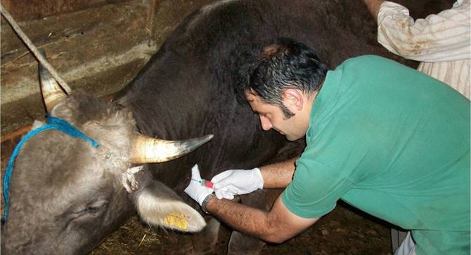 Veteriner aşılama ücretine devlet desteği geliyor