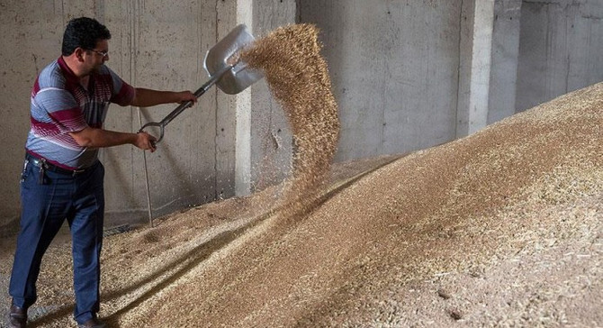 Yağışlar buğdayda rekolteyi yüzde 10 artırdı