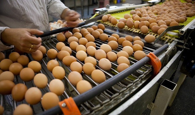 Türkiye'den 19 ülkeye,180 milyon dolarlık yumurta ihracatı