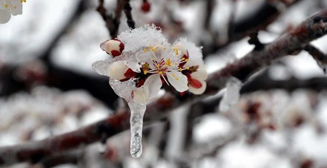 Meteorolojiden zirai don uyarısı