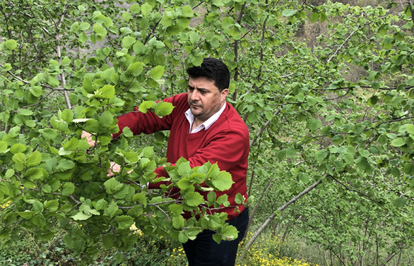 Bu sezon 600 bin ton fındık üretildi