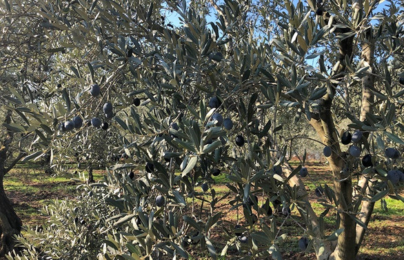 Zeytin ve zeytinyağının peşinde Akhisar'da…