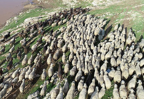 300 Koyun Projesi 2019'da tamamlanacak