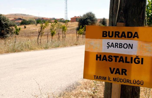 Trabzon'da şarbon şüphesi