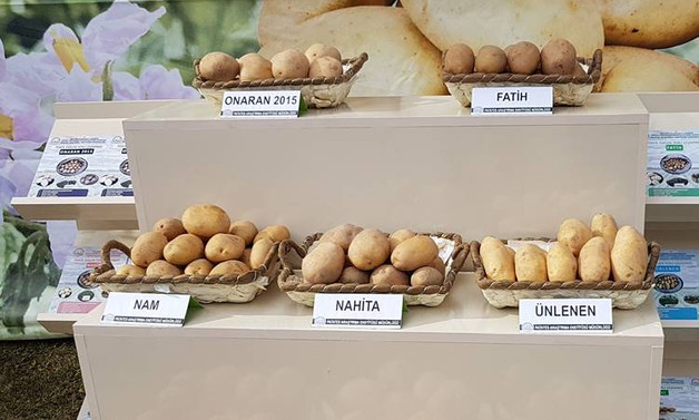 Tescilli 4 yerli patates ihaleyle satışta