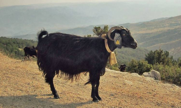 Keçi ıslahı projesinde ilk yavrular alındı