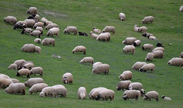 300 koyun projesinin kapsamı genişletilmeli