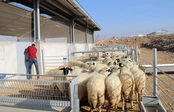 300 koyun projesinde başvurular sona eriyor