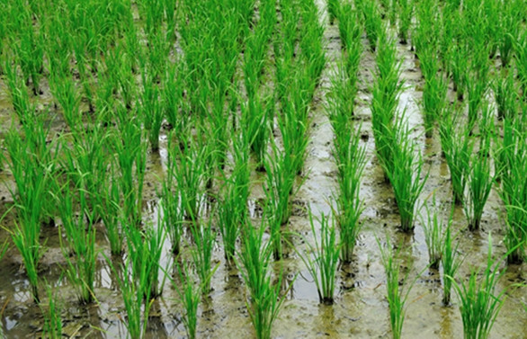 Teknoloji çeltik üretimini dekarda 800 kg verime ulaştırdı