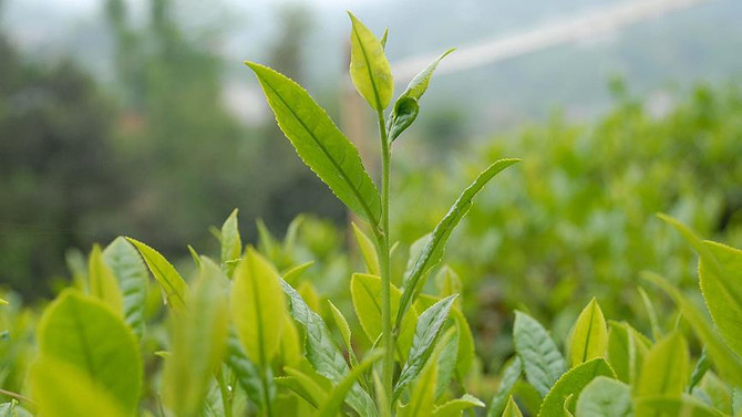 Çay ihracatı yüzde 219 arttı