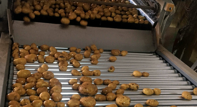TZOB: Patates yiyin