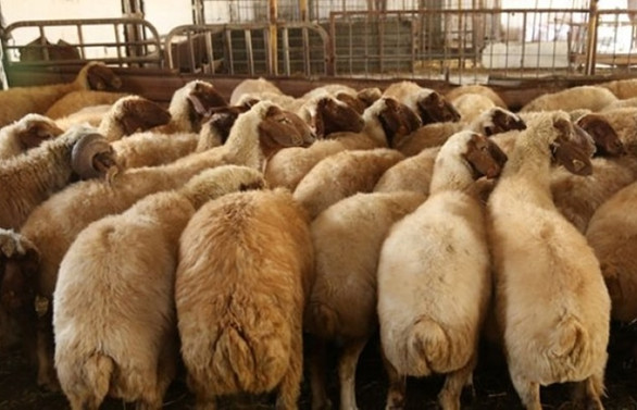 300 koyun projesinde başvurular bugün sona eriyor